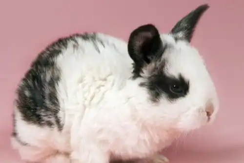 坏事传千里属兔人你要闯祸了,12月一定要留意两个小人