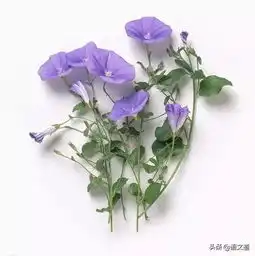 对待父母的态度,是你最真实的人品