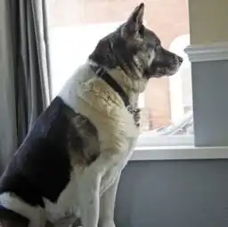 以对饲主忠诚闻名的秋田犬可爱图片的图片大全26爱宠网