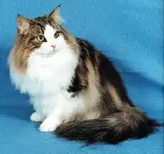 请问这是一只什么品种的猫,头大,吃的多不长肉,毛长
