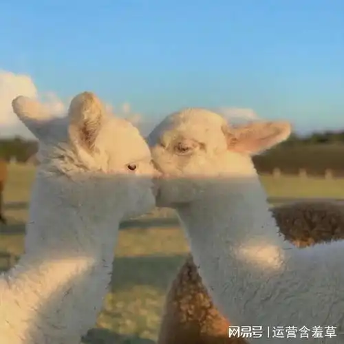 知乎新版关闭了匿名功能