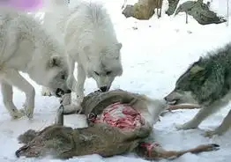 略血腥狼群雪地聚餐的凶猛画面