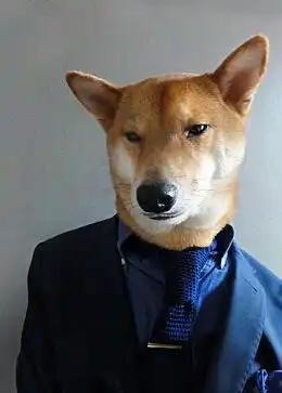 汪星高富帅月入九万的狗秒杀小白领表情如此丰富是要闹哪样组图