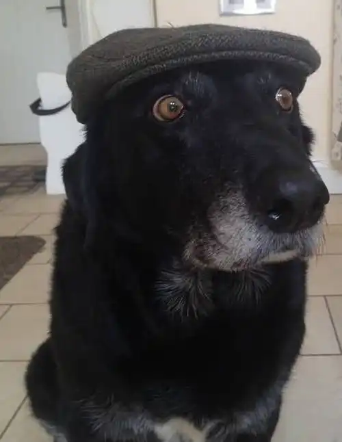 养宠所有人都喜欢小奶狗,当它老了之后,你还会喜欢它吗