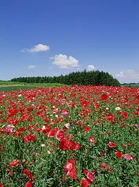 风景野花植物花地花草地种植风光绿草花园美图片素材模板下载2.35mb其他大全标志丨符号