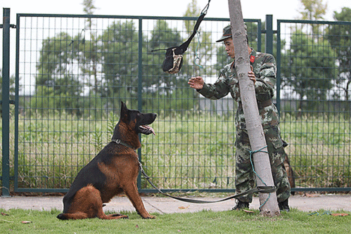可以认领淘汰警犬菜鸟期和资深警犬的精彩又可爱的瞬间
