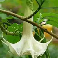 微信曼陀罗花头像高清曼陀罗花花朵图片大全