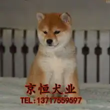 2019出售宠物价格报价出售宠物批发第2页黄页88宠物网