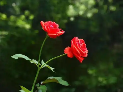 主动为你做饭的男人,真的很爱你