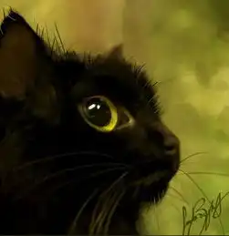 黑猫写真壁纸头像等你来取