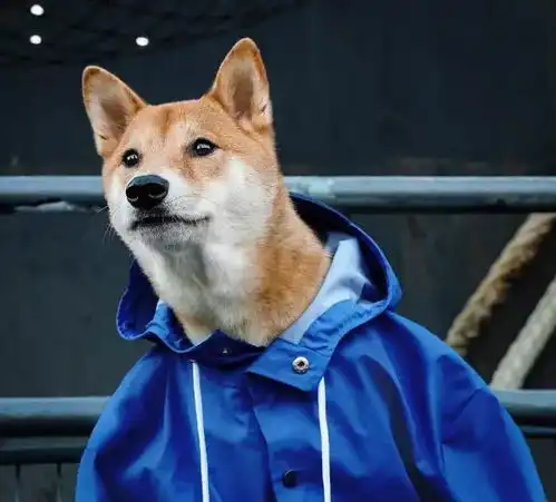 美国柴犬靠穿男装,坐拥ins32万粉丝,月收入近9万