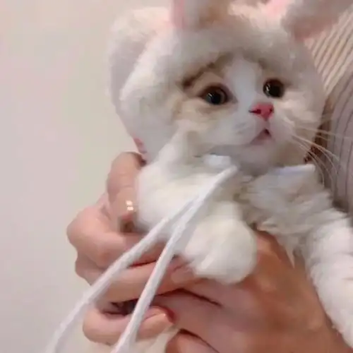 你有没有闻过小奶猫