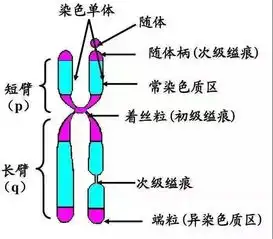 羊水穿刺之染色体核型检测,如何解读出现异常怎么办