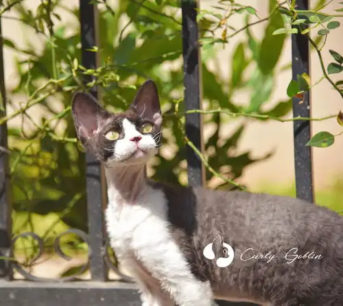 养一只德文卷毛猫是什么体验