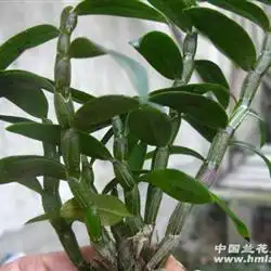 霍山紫杆铁皮石斛91