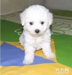 家养小体卷毛比熊犬出售,毛色靓丽.包健康公母可选