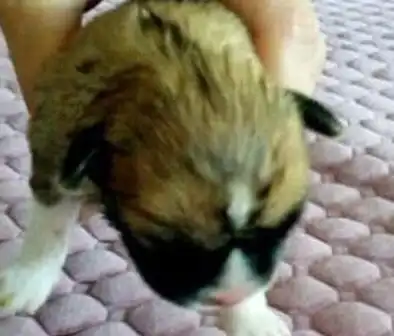 女子下班回到家,发现小奶狗失踪了,找到狗狗时却十分心痛