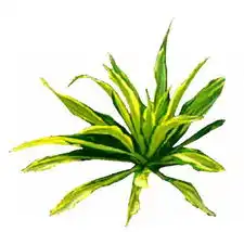 棕榈椰树02园林贴图素材098