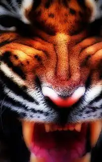 霸气老虎酷图壁纸