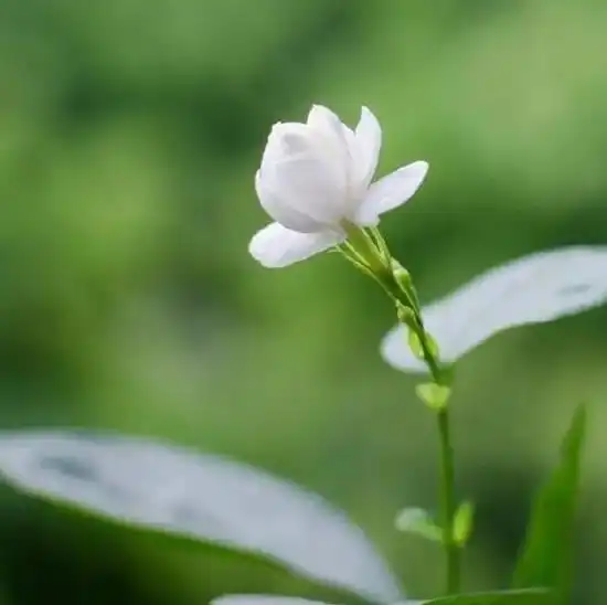 唯美走心的人生感悟,句句经典,发人深省