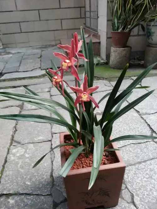 探究普洱茶茶叶中的茶杆一种独特的香气来源