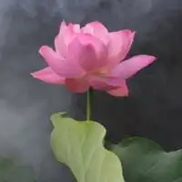 幸运招财花朵头像微信头像图片大全