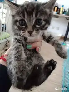 怀孕的狸花猫超预产期三天没有生产,剖腹产后猫咪却给她带来惊喜