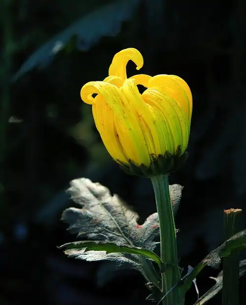 报到帖,一贴随拍抓拍风景,花草鸟还有妹子问大家好