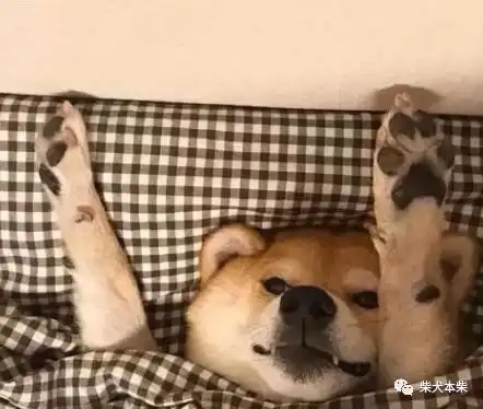 2020年,柴犬价格是涨是降柴君告诉你