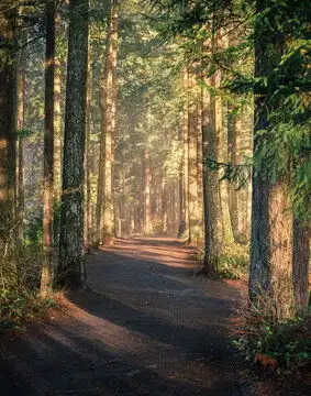 森林图片图源免费点击来源直接获取大图文件阳光照耀下的森林徒步小径的风景照片摄影竖幅森林高清大图
