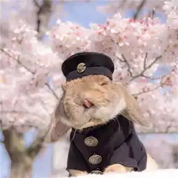 又有男网红崛起了,是一只成精的兔子