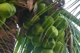 男子在椰子树上不肯下来,在上面整整生活一年,原因让人无语