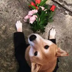 一只美国狗是如何月收入九万的