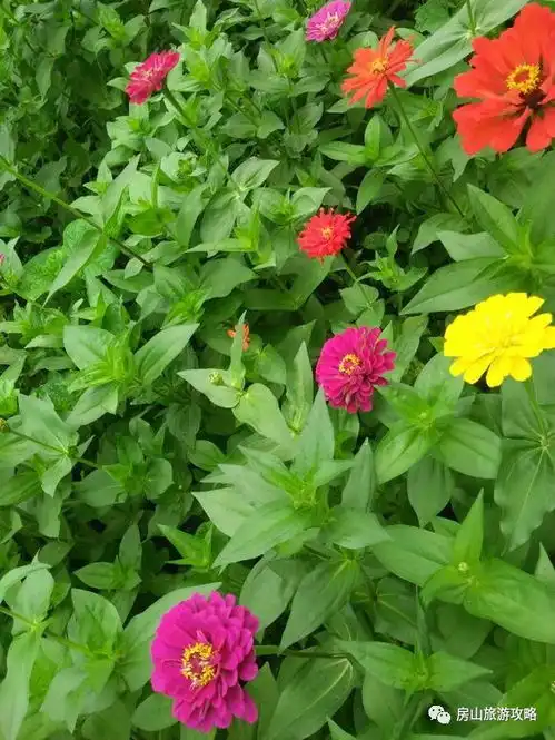 小清新圣地您身边的百日菊花海已经绽放约吗