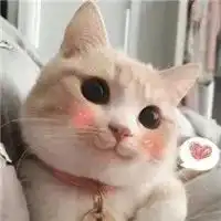 养猫的男生都是gay,真的假的