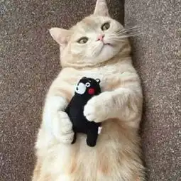 手心的太阳我属猫唱吧,听见歌声遇见你