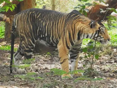 500多斤黑虎现身,跳到象背上,用爪抓用利齿咬,3吨大象身负重伤