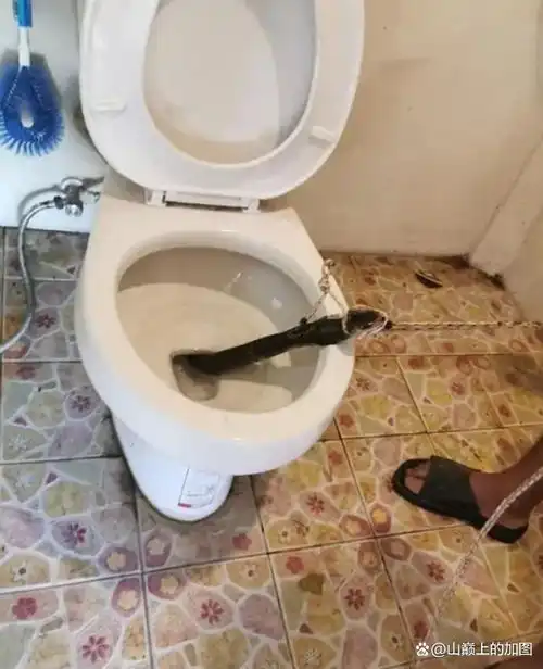 有多少印度男人在如厕时,被眼镜蛇摘了荔枝