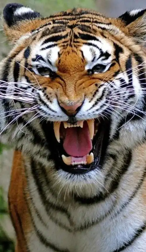 迎虎年送大家一组老虎壁纸