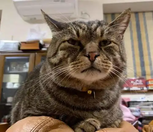 网友收养了一只流浪狸花猫,一年后...变巨猫,超吓人