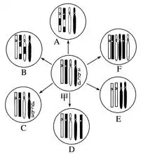 一位新生儿表现出发育明显差眼球过小等症状为了探明原因,医生采集患者相关组织细胞检测,获得其染色体核型如图请分析回答1为观察到典型的染色体核型,需在视