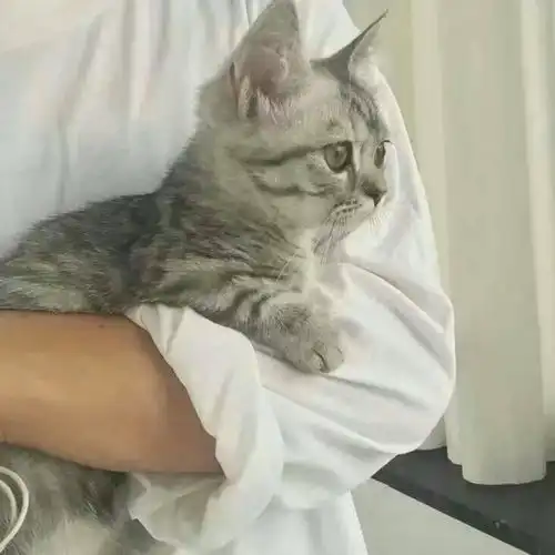 找一情头,抱着猫的女女生部分,求男生部分