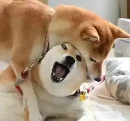 男子拒捕一口咬住警犬狗头警犬立刻反咬回去