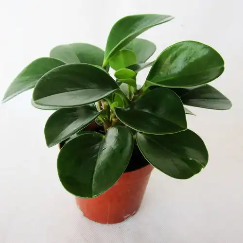 家居风水植物摆放禁忌