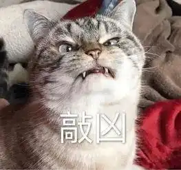 短腿猫打起架来,十个猛男都拦不住猫这才是猛男该看的东西