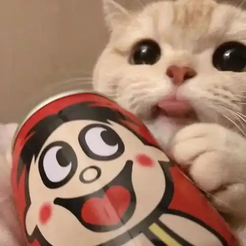 有没有猫抱着饮料的头像