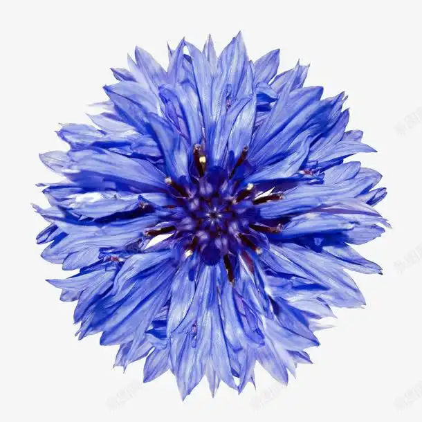矢车菊高清图片元素免抠png设计图片免费下载页面网页平面电商创意素材薰衣草花瓣素材