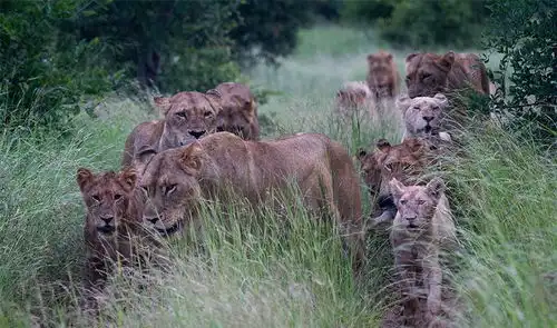 时过境迁大克鲁格的狮子联盟,有些还健在,有些已成传奇