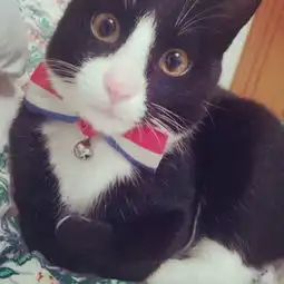 中华田园猫的颜值有多高