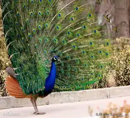 孔雀东南飞孔雀...